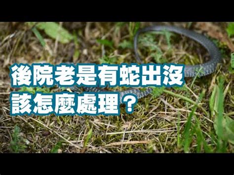 如何防止蛇進入屋內|【如何防蛇入屋】蛇蠍退散！如何防蛇入屋 保你居家安寧